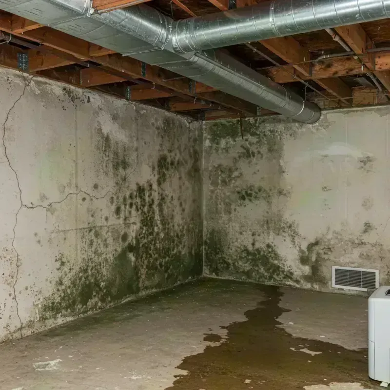 Professional Mold Removal in Denver County, CO